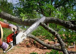 Best Tree and Shrub Care  in Alorton, IL